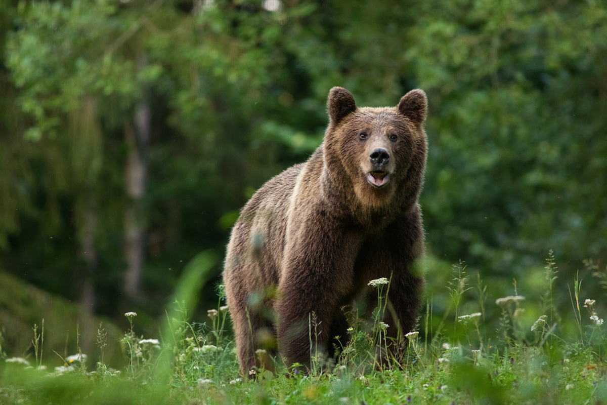 冬眠しない熊が増加中、野生動物遭遇リスクは市街地でも！AIで防ぐロードキル